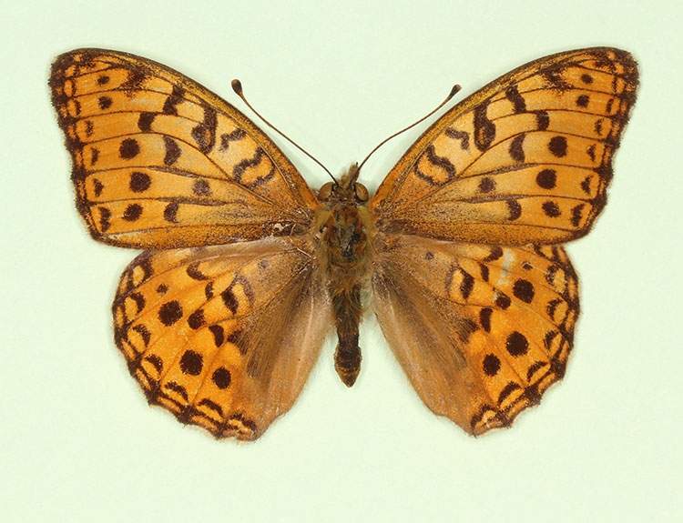 Argynnis adippe female (aberrant form nov 3) (Internet Image property of respective owner, non-commercial use only)